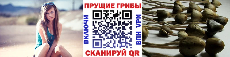 Псилоцибиновые грибы мицелий  купить наркоту  Новоульяновск 